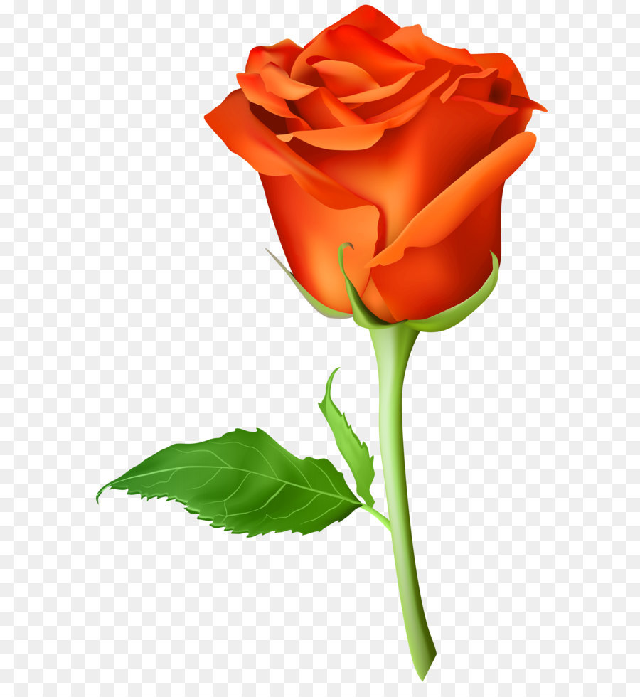 Blue rose Artificial flower - Rose Orange Transparent PNG Clip Art Image png download - 4724*7000 - Free Transparent Rose png Download.