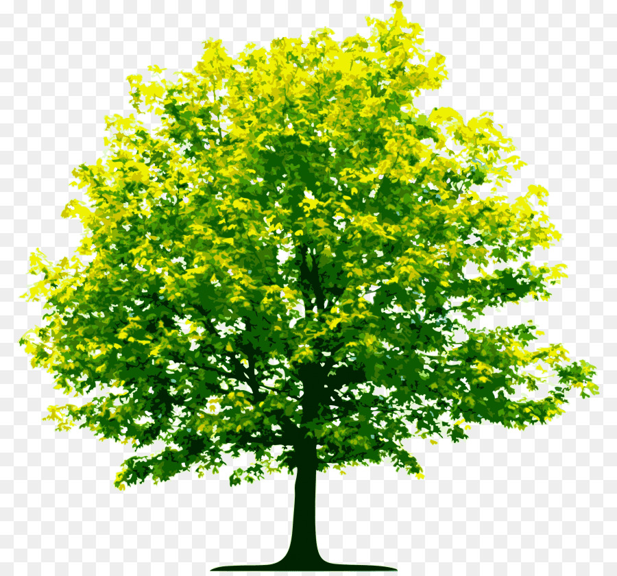 Tree Organization Image Portable Network Graphics Birch - tree png download - 850*834 - Free Transparent Tree png Download.