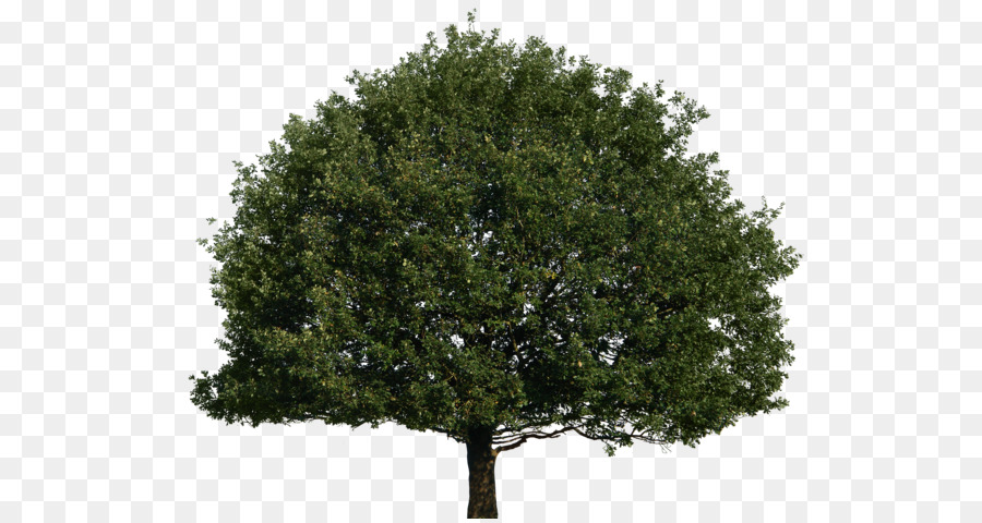 Tree of 40 Fruit DeviantArt - Tree Top Png Tree png download - 600*476 - Free Transparent Tree Of 40 Fruit png Download.