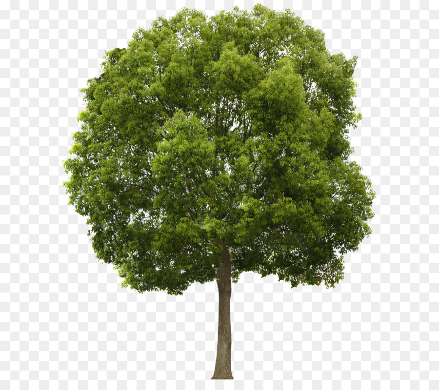 Tree Clip art - Tree Png png download - 1903*2304 - Free Transparent Tree png Download.