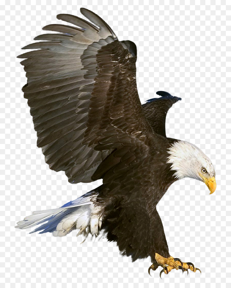 Bald Eagle Clip art - golden eagle png download - 877*1119 - Free Transparent Eagle png Download.