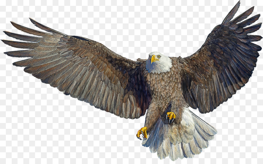 Bald Eagle Drawing Landing - Bird png download - 1600*979 - Free Transparent Bald Eagle png Download.