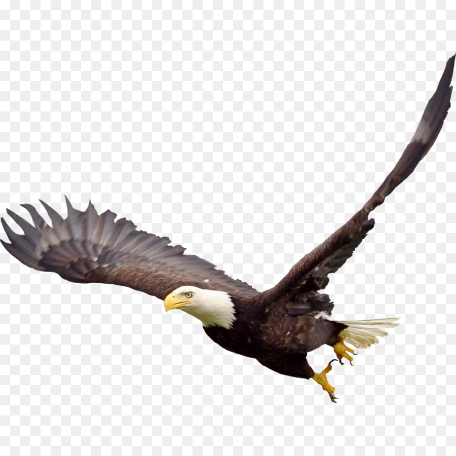 Bald Eagle Bird Clip art - Bird png download - 1024*1024 - Free Transparent Bald Eagle png Download.