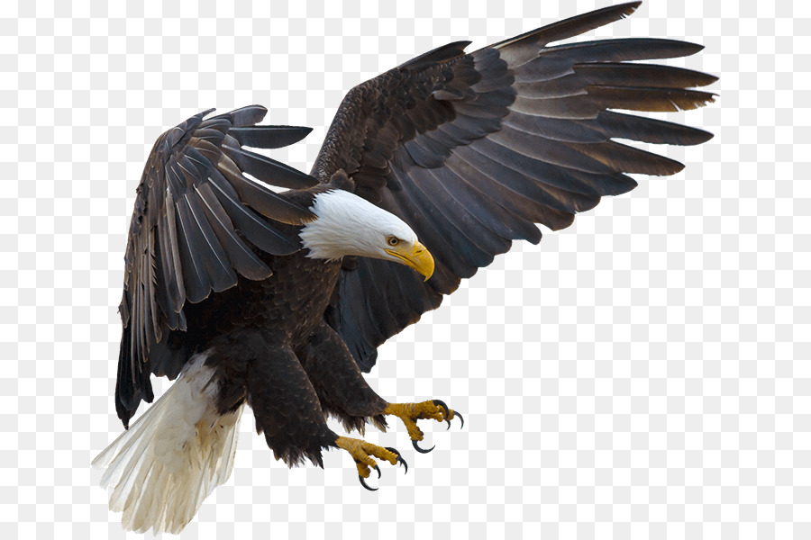 Bald Eagle Bird Hawk Buteoninae - Bird png download - 700*597 - Free Transparent Bald Eagle png Download.