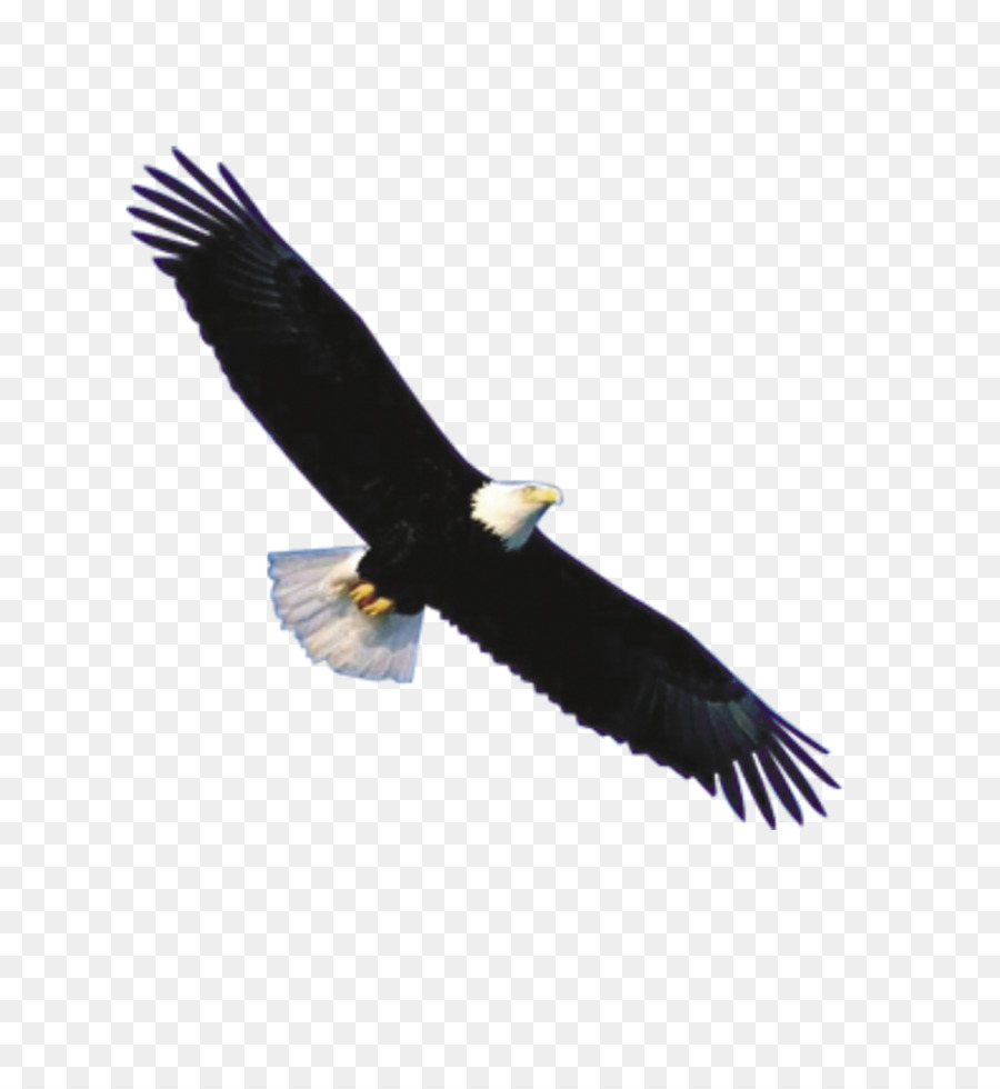 Bald Eagle Flight Bird - eagle png download - 1000*1069 - Free Transparent Bald Eagle png Download.