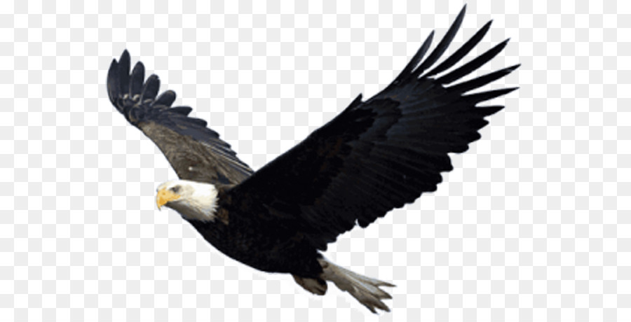 Bald Eagle - Gliding Eagle png download - 600*452 - Free Transparent Bald Eagle png Download.