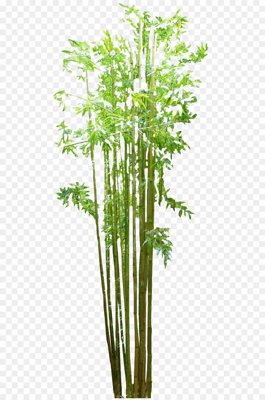 Bamboo Grasses Web browser - bamboo png download - 544*1354 - Free Transparent Bamboo png Download.