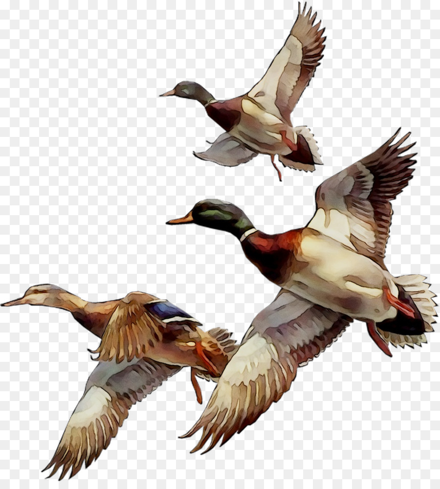 Mallard Bird Duck Goose GIF -  png download - 1106*1211 - Free Transparent Mallard png Download.