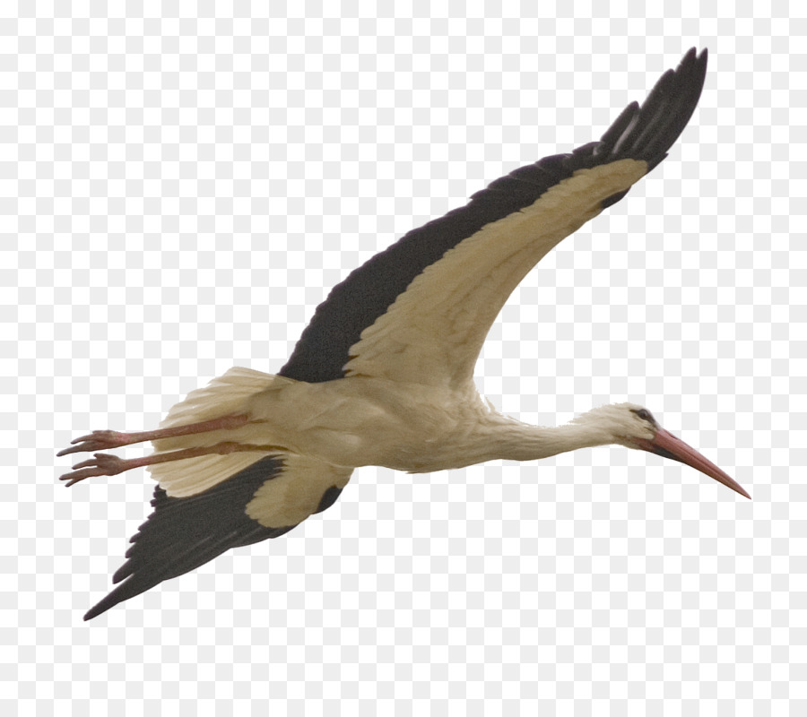 Bird Stork Clip art - Bird png download - 1152*1020 - Free Transparent Bird png Download.