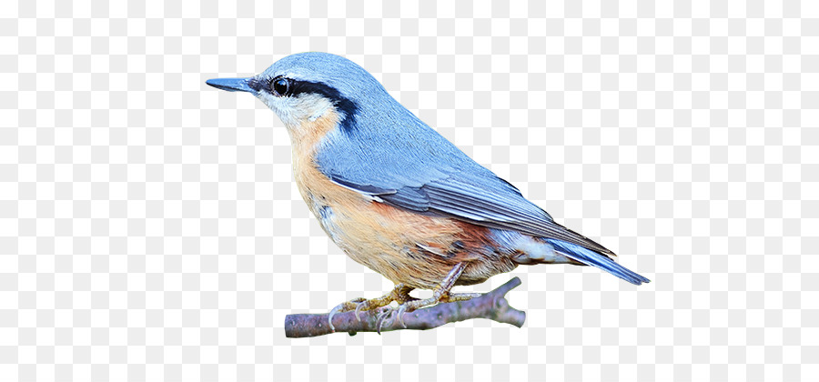 Portable Network Graphics Clip art Image Bird GIF - animated bird png bluebird png download - 750*420 - Free Transparent Bird png Download.