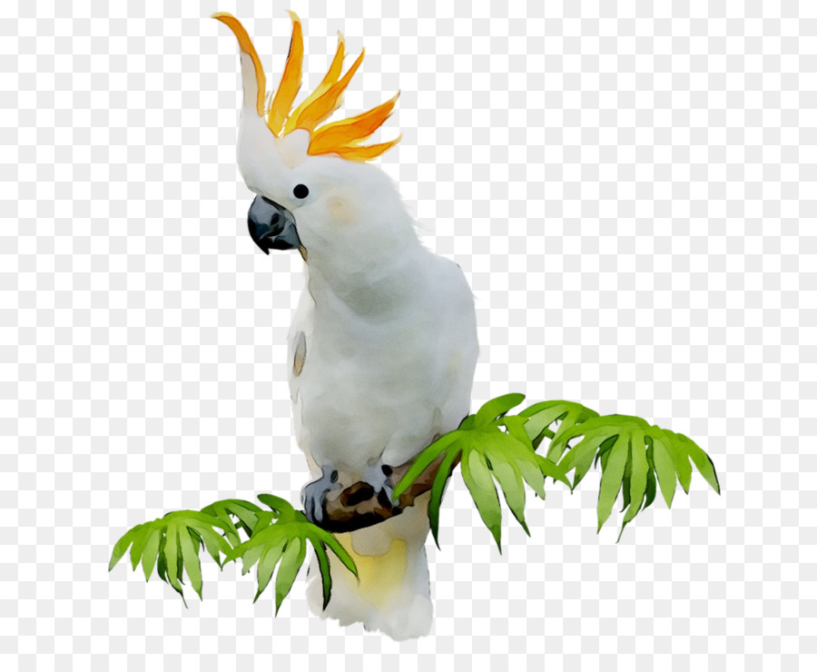 Sulphur-crested cockatoo Clip art Portable Network Graphics Bird GIF -  png download - 1239*997 - Free Transparent Sulphurcrested Cockatoo png Download.
