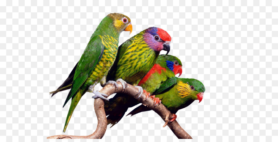 Bird Centerblog Nature GIF - Bird png download - 600*450 - Free Transparent Bird png Download.
