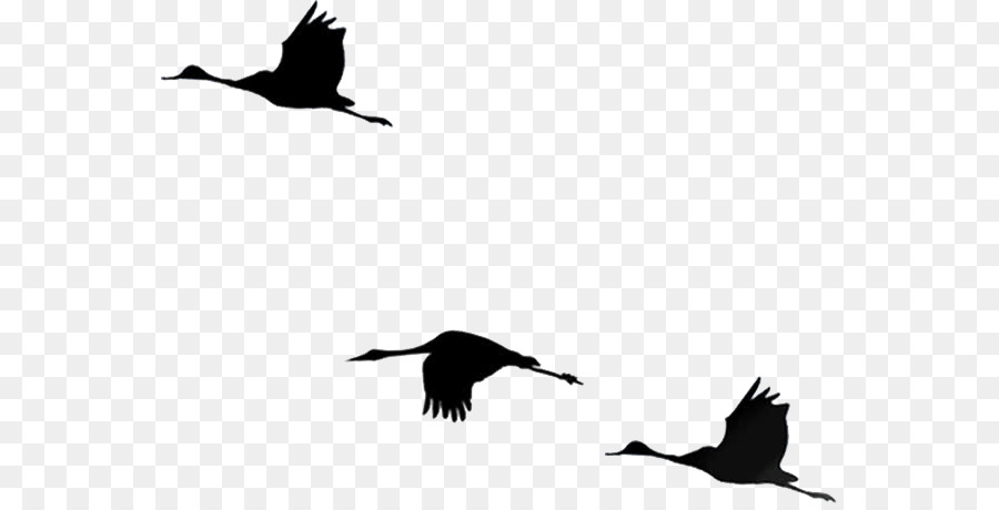 Bird - Silhouette geese png download - 610*457 - Free Transparent Bird png Download.