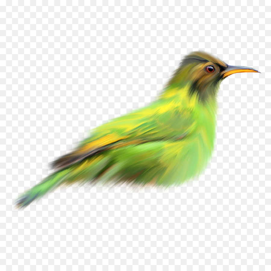 Bird Finch Green - Green Birds png download - 950*950 - Free Transparent Bird png Download.
