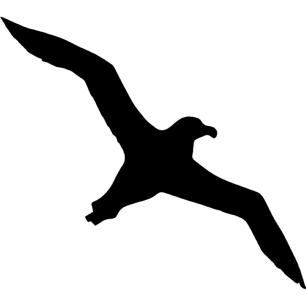 Bird Albatross Icon - Albatross Transparent Background png download -  626*626 - Free Transparent Bird png Download. - Clip Art Library