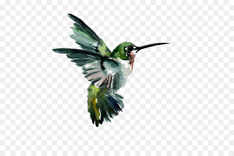 Hummingbird Watercolor painting Drawing - Hummingbird png download - 564*581 - Free Transparent Bird png Download.