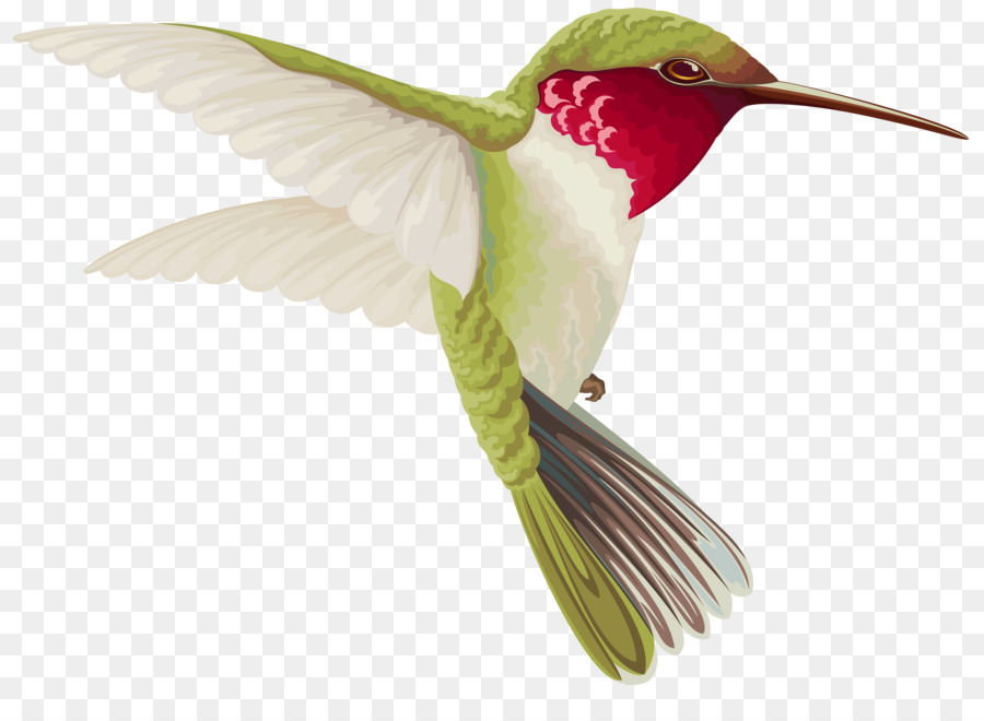 Hummingbird Drawing Clip art - Transparent Bird Cliparts png download - 8000*5732 - Free Transparent Hummingbird png Download.