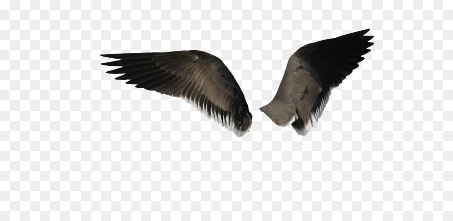Bird Angel wing - Wings PNG png download - 5184*3456 - Free Transparent Bird png Download.