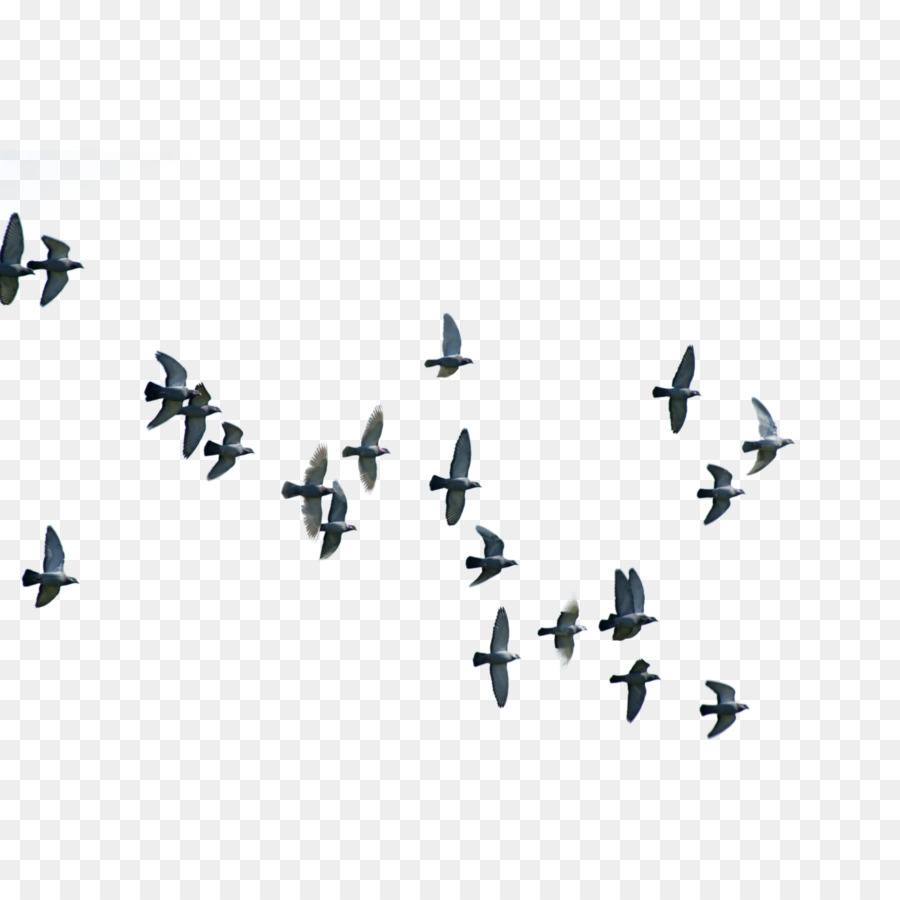 Bird Flight Columbidae Wing - Birds png download - 3200*3200 - Free Transparent Bird png Download.