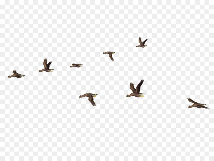 Bird Flight Clip art - Bird png download - 1024*768 - Free Transparent Bird png Download.