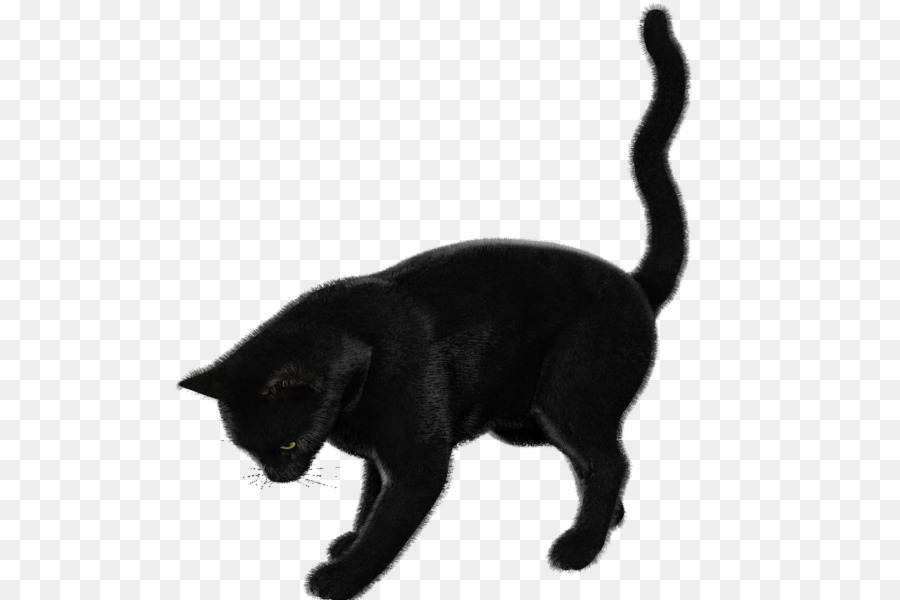 Black cat Bombay cat Korat Burmese cat European shorthair - black cat png download - 600*600 - Free Transparent Black Cat png Download.