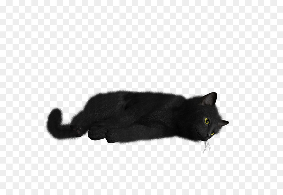 Persian cat - Cat PNG image png download - 1600*1520 - Free Transparent Bombay Cat png Download.