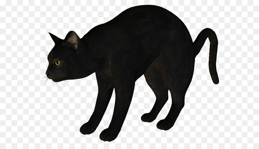 Black cat Korat Havana Brown Manx cat - Silhouette png download - 650*509 - Free Transparent Black Cat png Download.