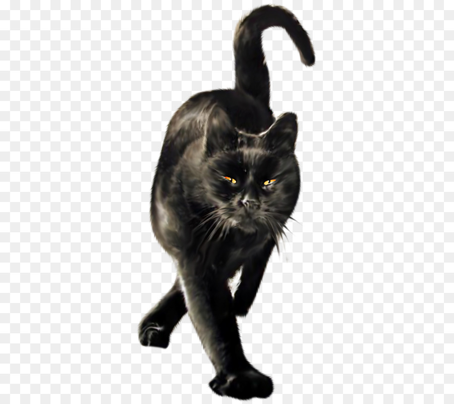 Black cat Wildcat Domestic short-haired cat Le Chat Noir - Cat png download - 364*800 - Free Transparent Black Cat png Download.