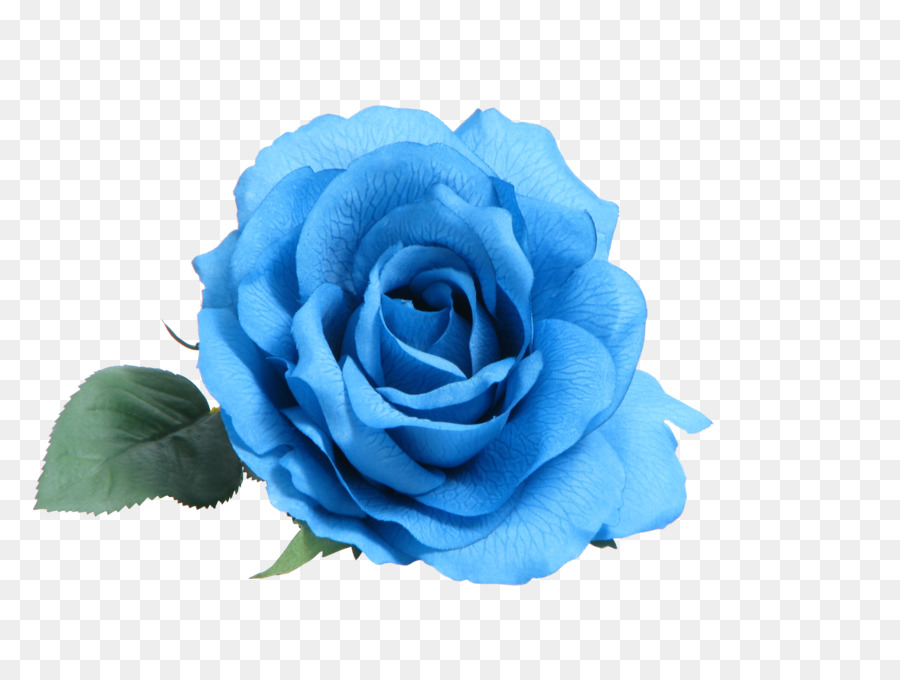 Blue rose Clip art - white roses png download - 3264*2448 - Free Transparent Blue Rose png Download.