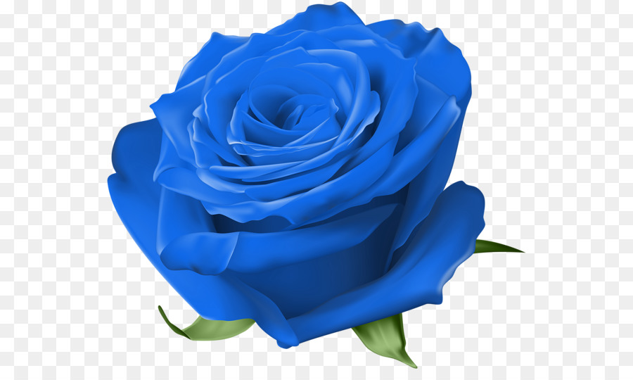 Blue rose Garden roses Centifolia roses Floribunda - blue rose png download - 600*526 - Free Transparent Blue Rose png Download.