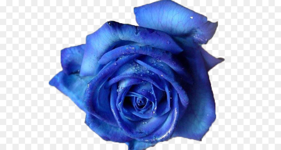 Blue rose Clip art - rose png download - 640*480 - Free Transparent Blue Rose png Download.