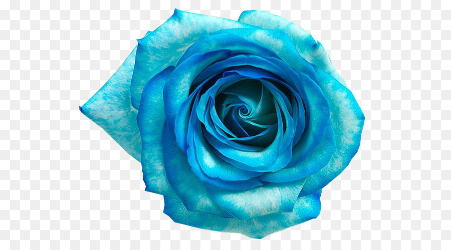 Blue rose Blue flower - Flores AZUL png download - 592*487 - Free Transparent Blue Rose png Download.