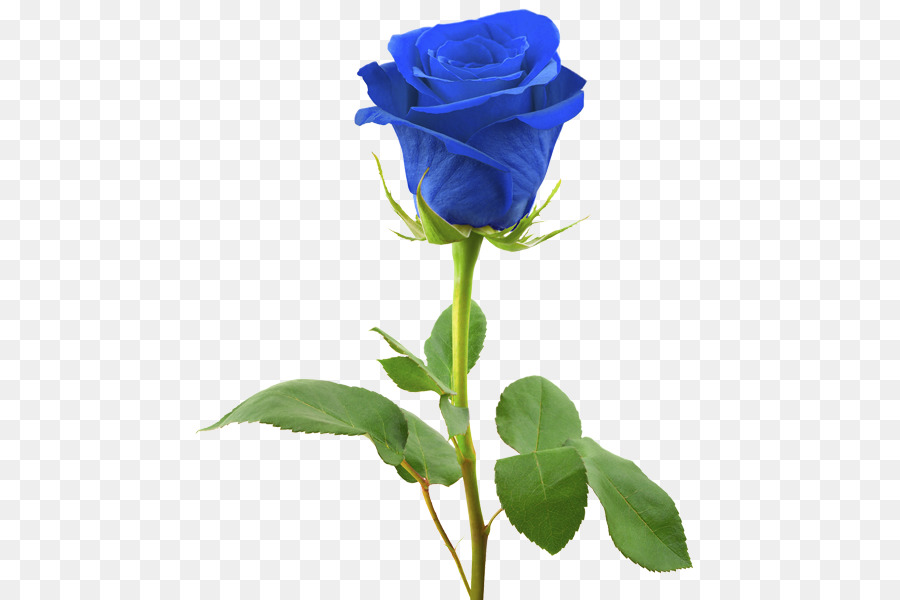 Blue rose Stock photography Royalty-free - rose png download - 510*600 - Free Transparent Blue Rose png Download.