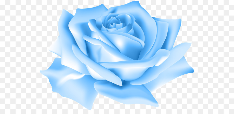 Blue rose Clip art - rose png download - 600*427 - Free Transparent Blue Rose png Download.