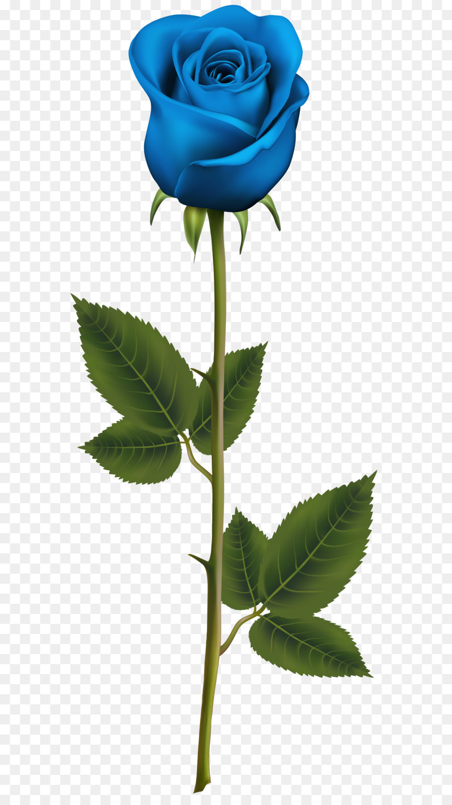 Blue rose Flower - Blue Rose with Stem PNG Transparent Clip Art Image png download - 3277*8000 - Free Transparent Blue Rose png Download.