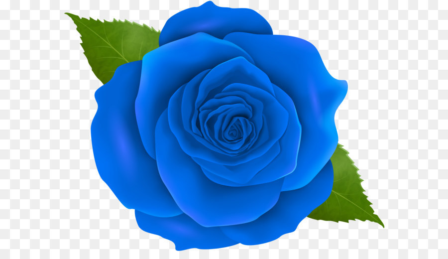 Blue rose Centifolia roses Clip art - Blue Rose Transparent PNG Clip Art png download - 8000*6261 - Free Transparent Blue Rose png Download.