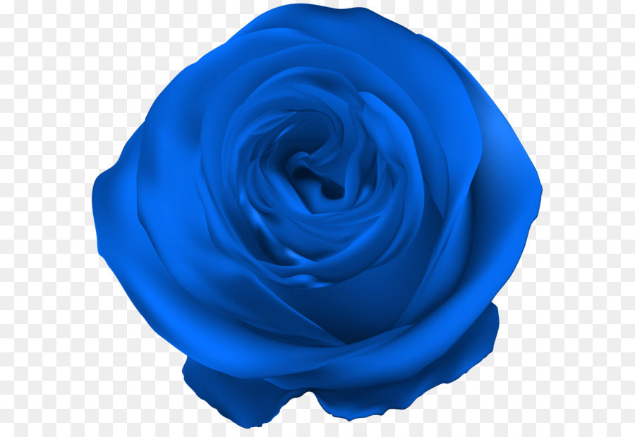 Blue rose Royal blue - Blue Rose PNG Clip Art png download - 6000*5663 - Free Transparent Centifolia Roses png Download.