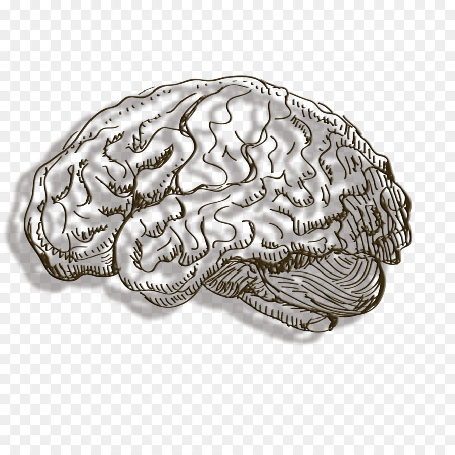 Human brain Cerebrum - Line brain png download - 1181*1181 - Free Transparent Brain png Download.
