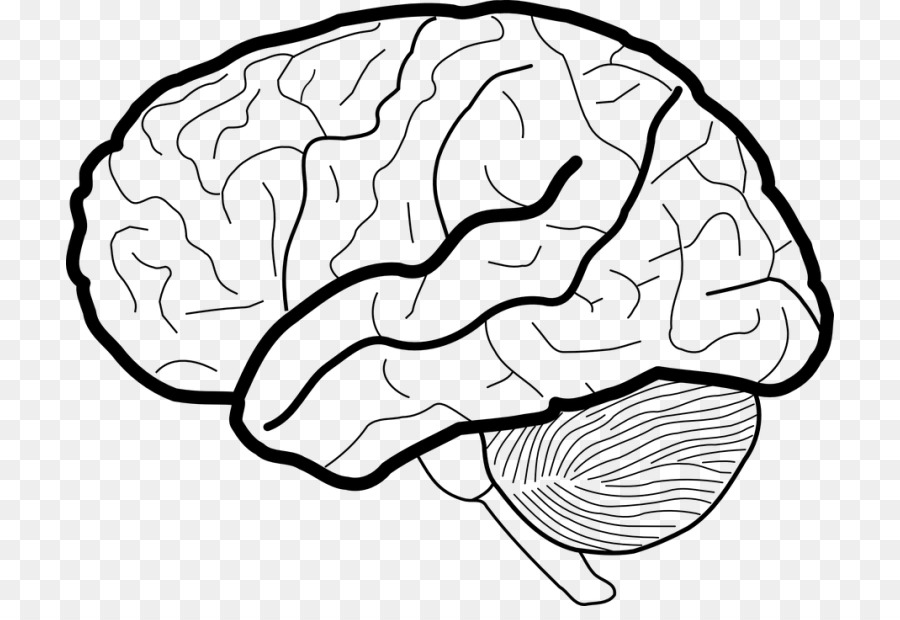 Human brain White matter Working memory Clip art - Brain png download - 768*606 - Free Transparent  png Download.