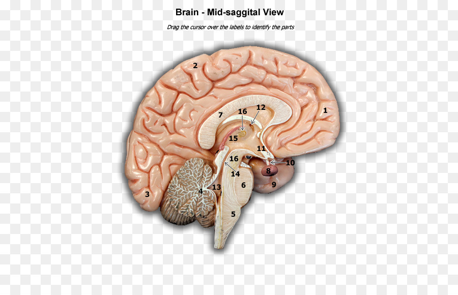 Brain Organism - Brain png download - 600*575 - Free Transparent Brain png Download.