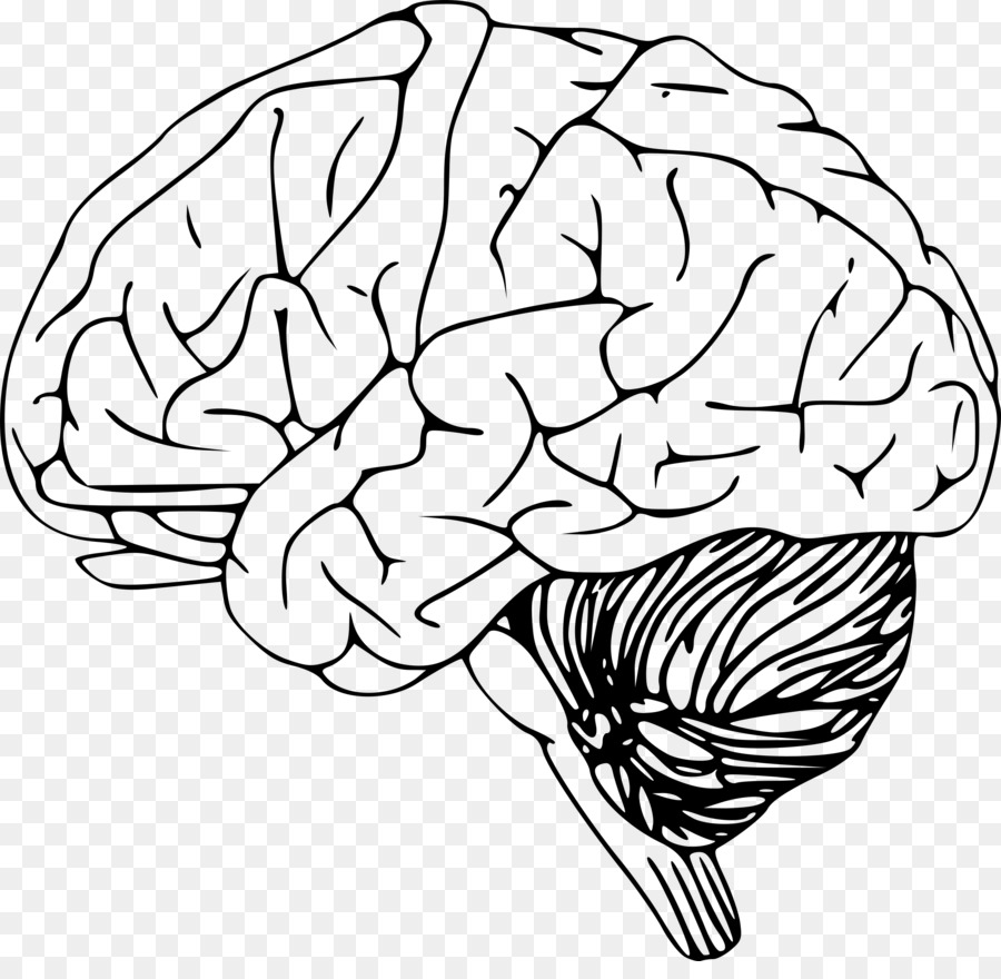 Human brain Drawing Clip art - lateral vector png download - 2400*2305 - Free Transparent  png Download.