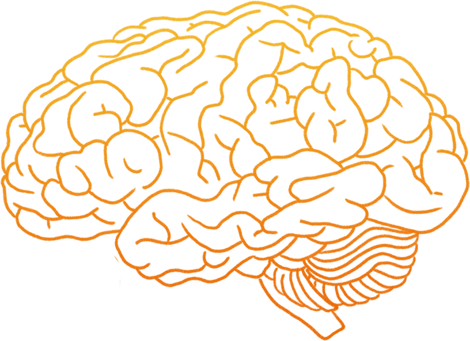 Human brain Clip art - Brain Gear png download - 967*702 - Free ...
