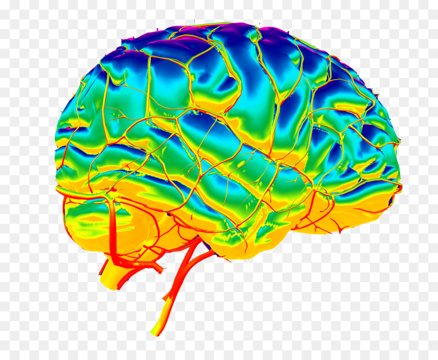 Brain Organism - Brain png download - 2749*2238 - Free Transparent  png Download.