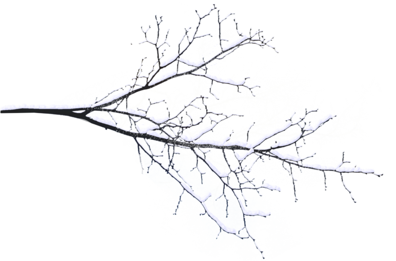 Tree Limb Png Transparent - vrogue.co