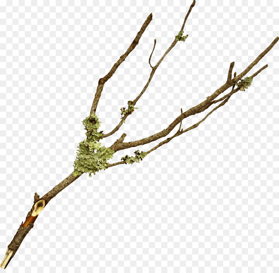 Branch Twig Tree Leaf - olive png download - 3148*3033 - Free Transparent Branch png Download.
