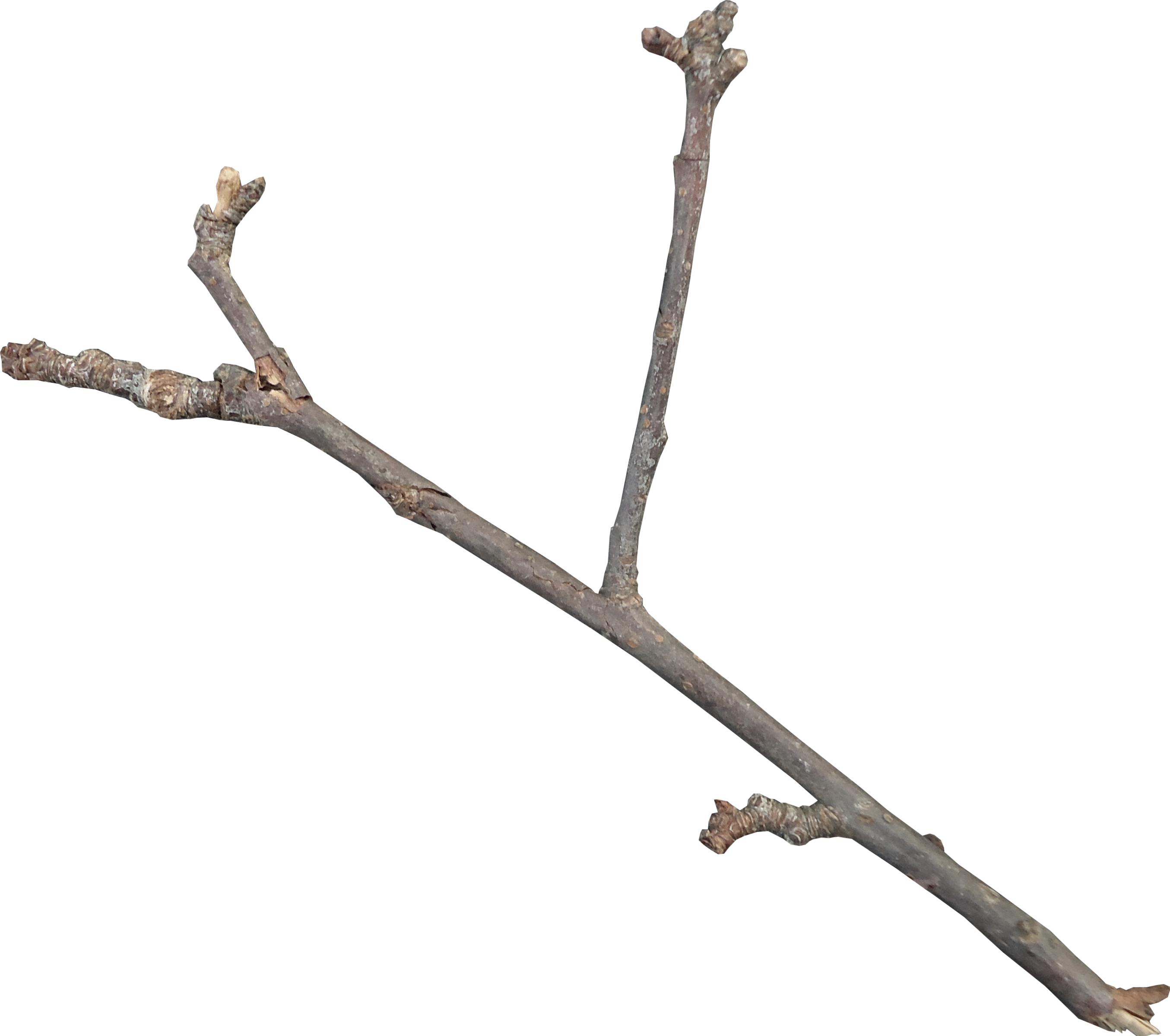 Tree Branch Woody Plant Twig Clip Art Dead Png Downlo - vrogue.co