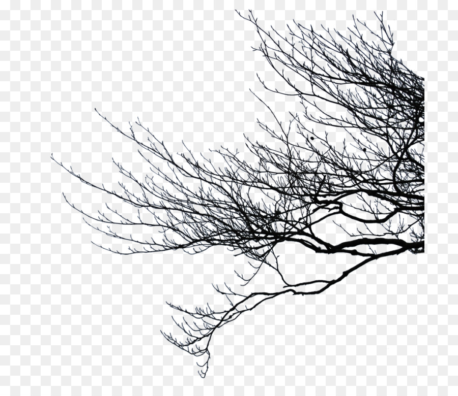 Portable Network Graphics Clip art Image Branch - clipart tree with branches png download - 768*774 - Free Transparent Branch png Download.
