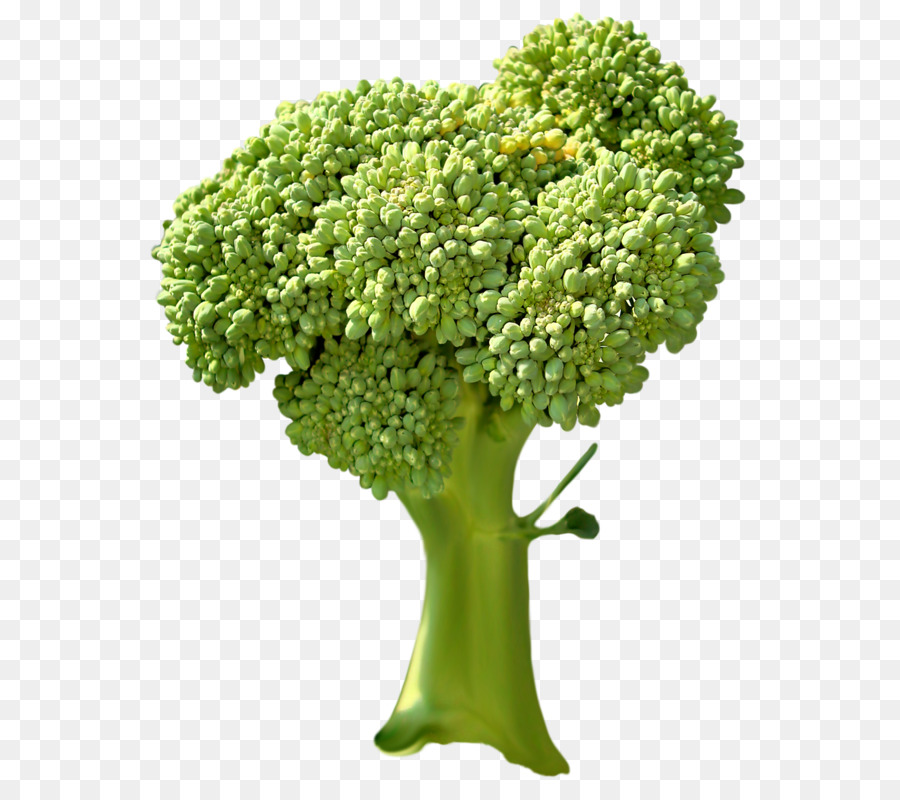 Broccoli Vegetable - Broccoli vegetables png download - 619*800 - Free Transparent Broccoli png Download.