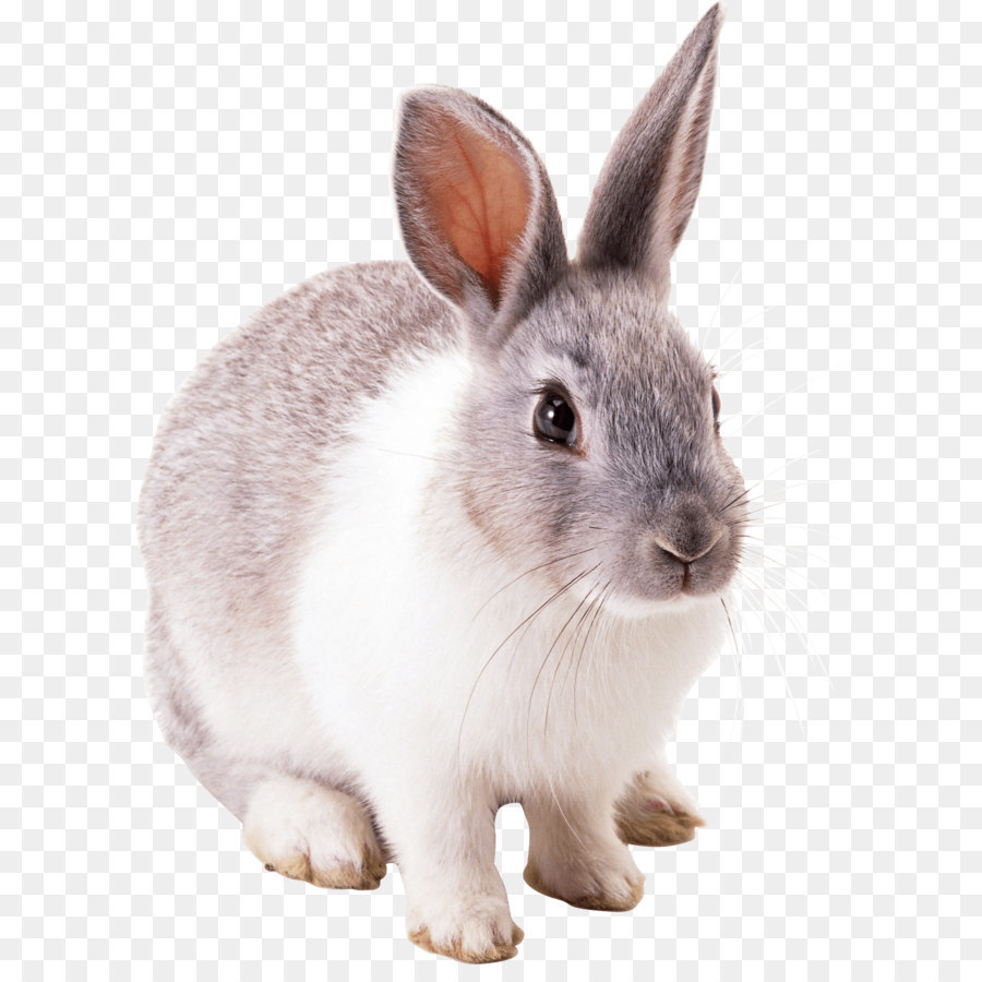 Easter Bunny Hare Cottontail rabbit - Rabbit Png Image png download - 1729*2351 - Free Transparent Angora Rabbit png Download.