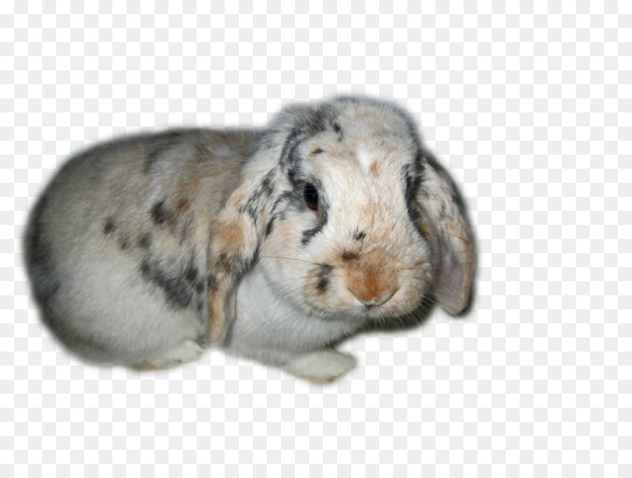 Domestic rabbit Transparency and translucency Hare - Image Rabbit Transparent PNG png download - 1024*768 - Free Transparent Domestic Rabbit png Download.